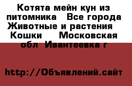 Котята мейн-кун из питомника - Все города Животные и растения » Кошки   . Московская обл.,Ивантеевка г.